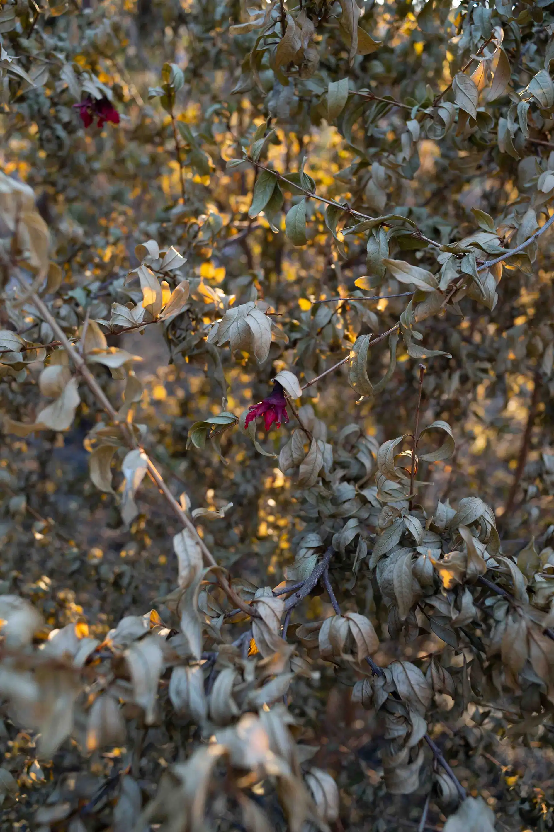 Le fruit du feu le fruit du feu/photos/11.webp